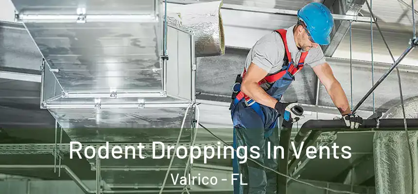  Rodent Droppings In Vents Valrico - FL